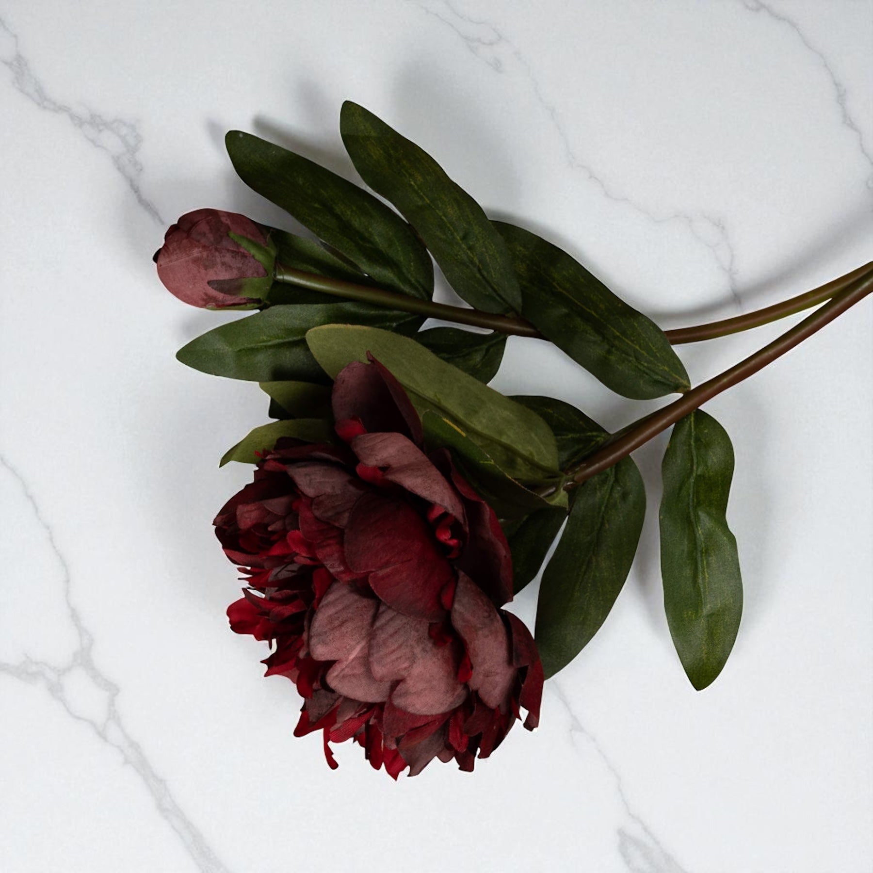 Burgundy Peony Stem