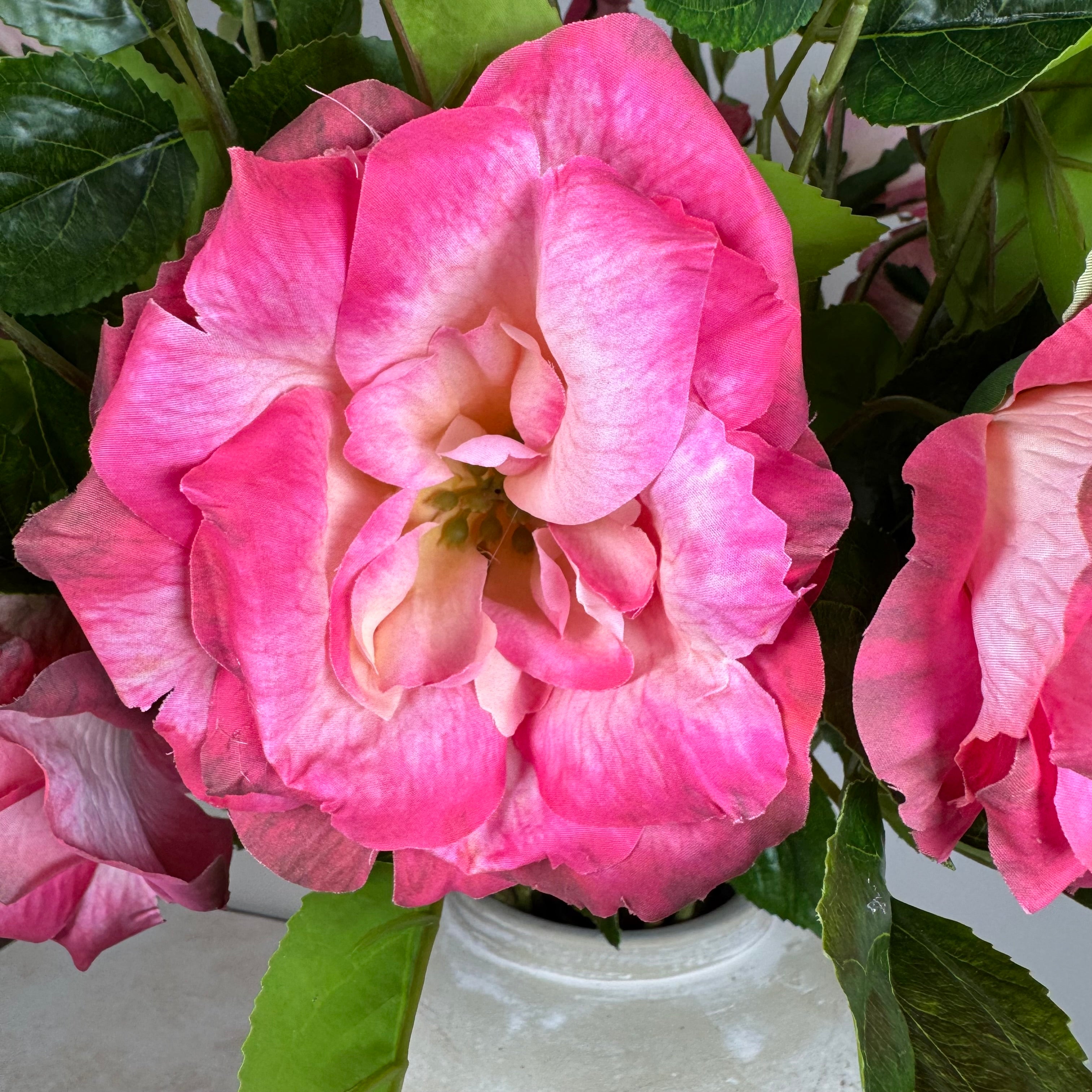 Pink Charlotte Rose Spray