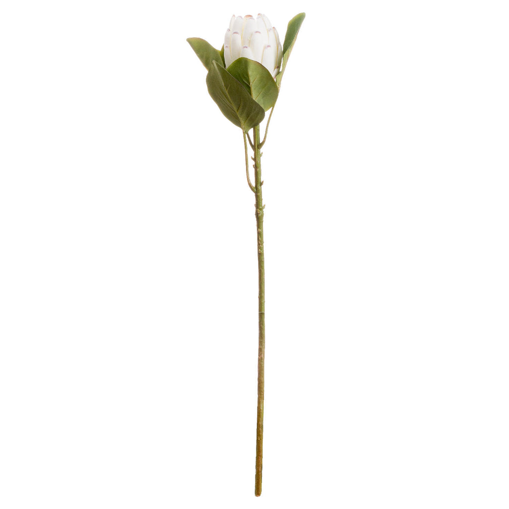 Closed White Protea Stem