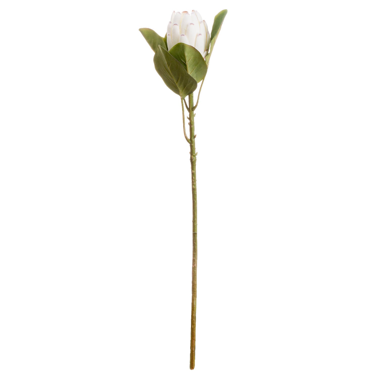 Closed White Protea Stem