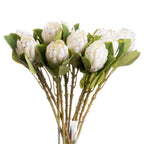 Closed White Protea Stem