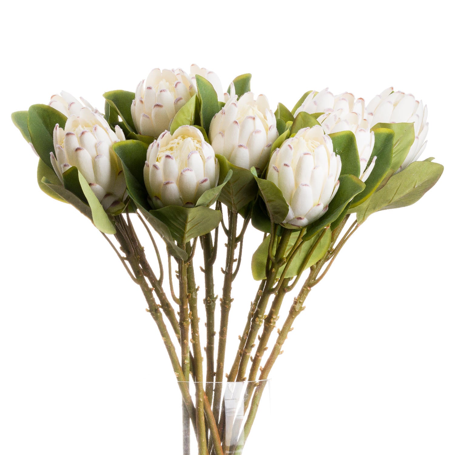Closed White Protea Stem