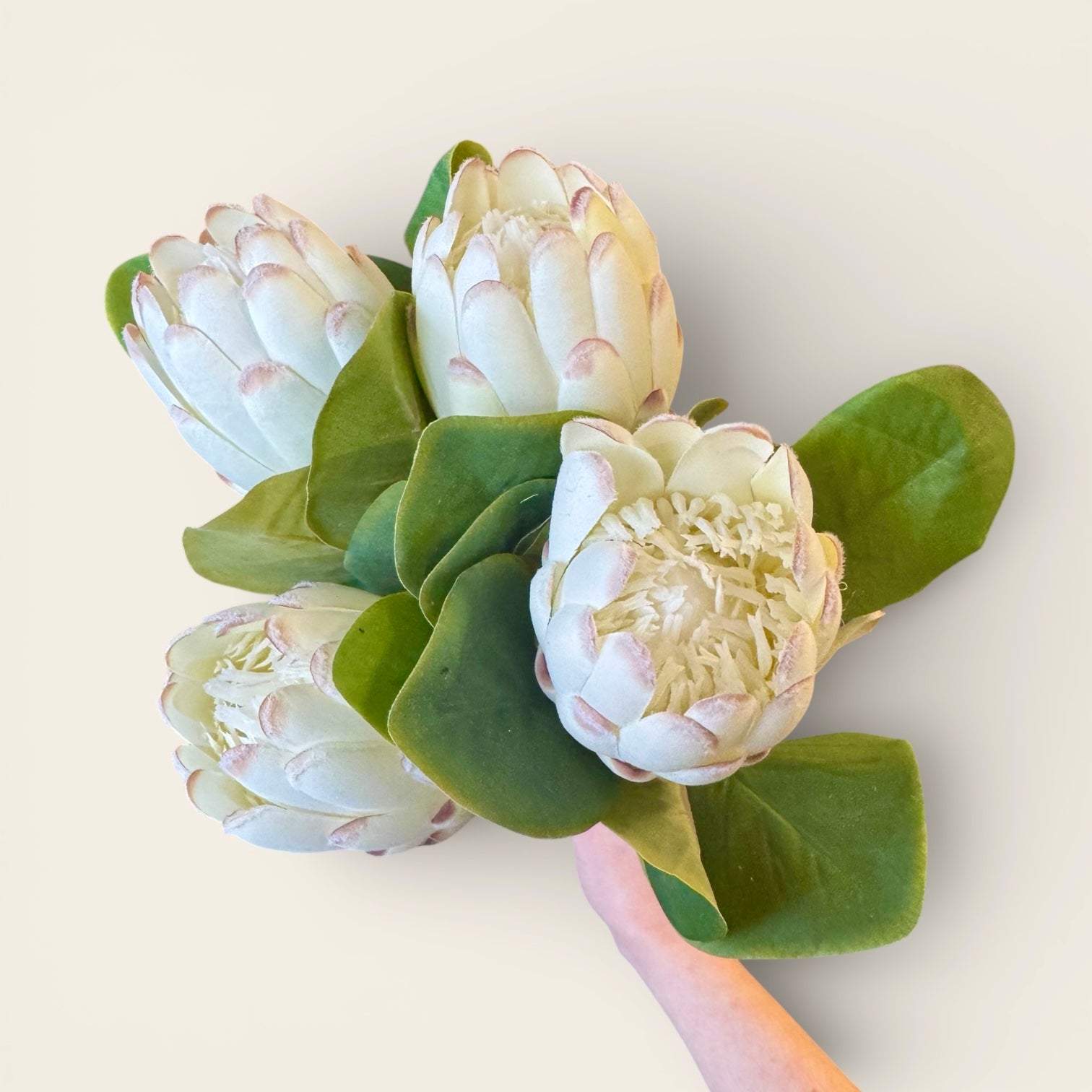 Closed White Protea Stem