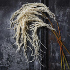 Cream Amaranthus Stem