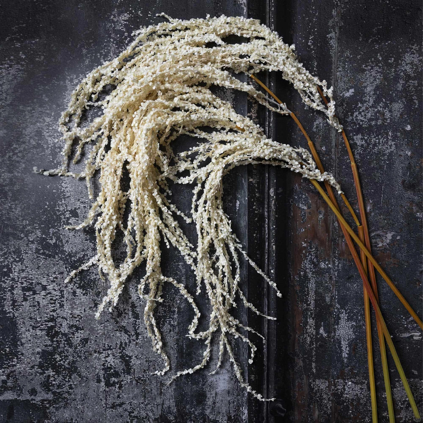 Cream Amaranthus Stem