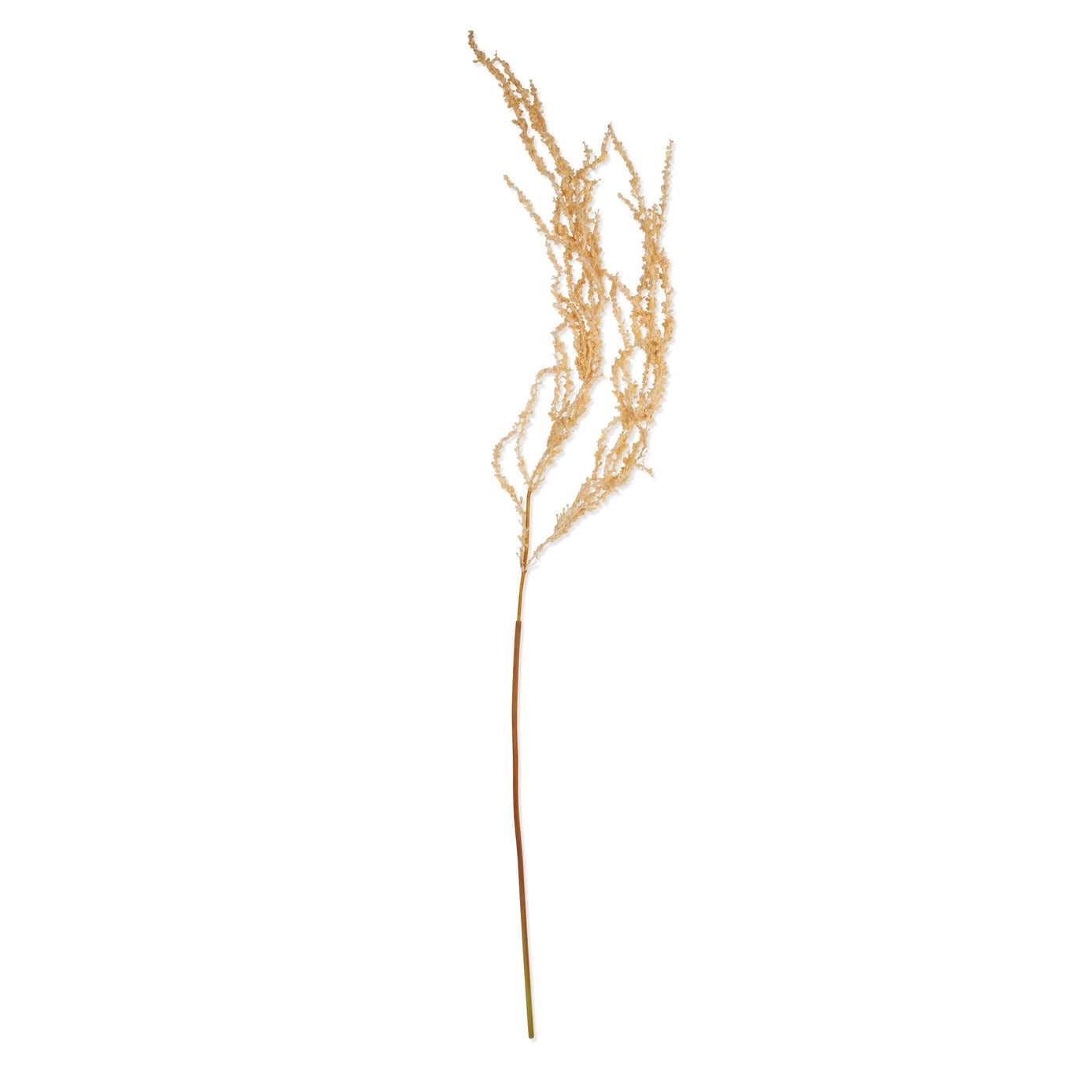 Cream Amaranthus Stem