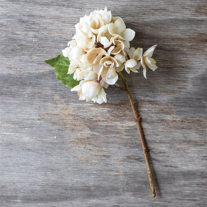 Cream Hydrangea Stem