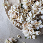 Cream Hydrangea Stem
