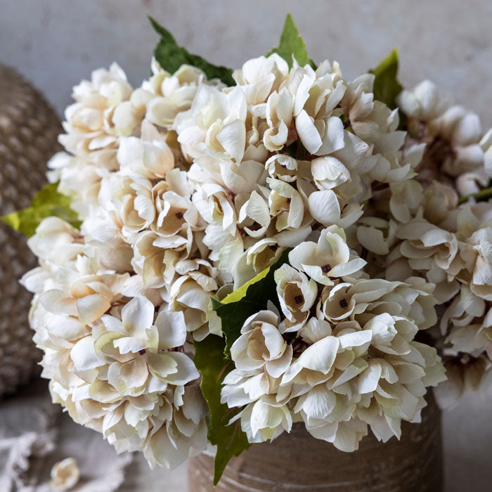 Cream Hydrangea Stem