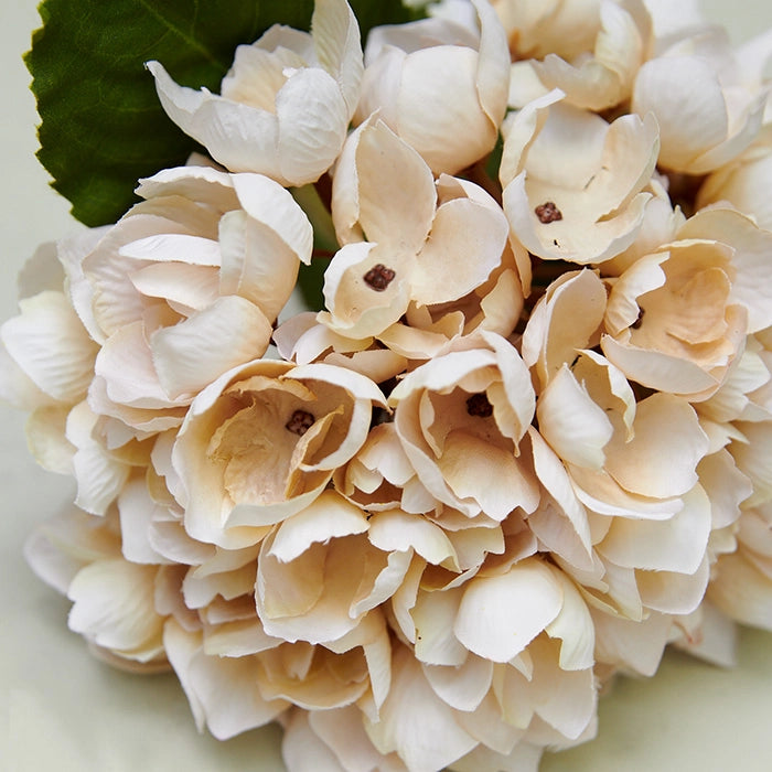 Cream Hydrangea Stem