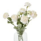 Cream Ranunculus