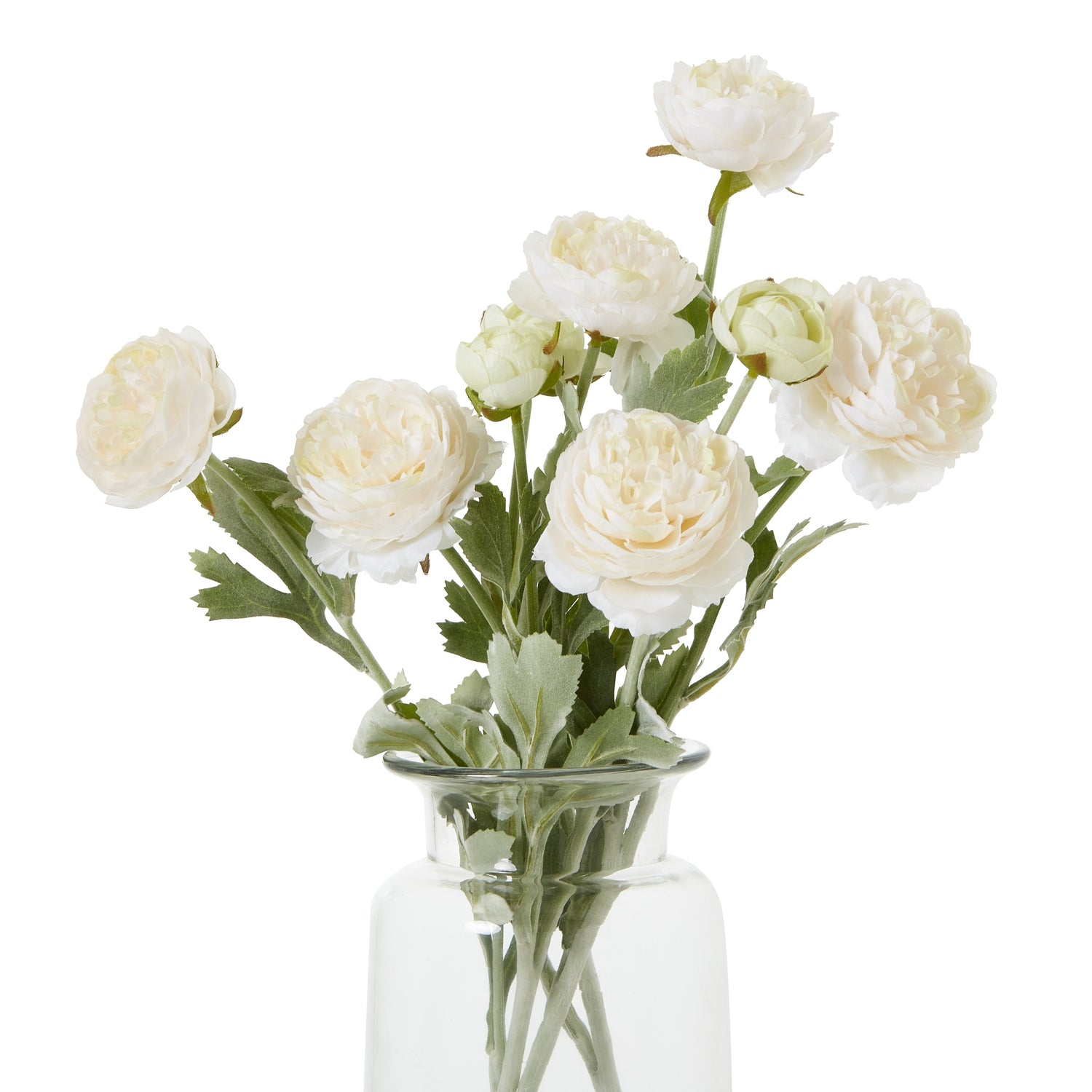 Cream Ranunculus