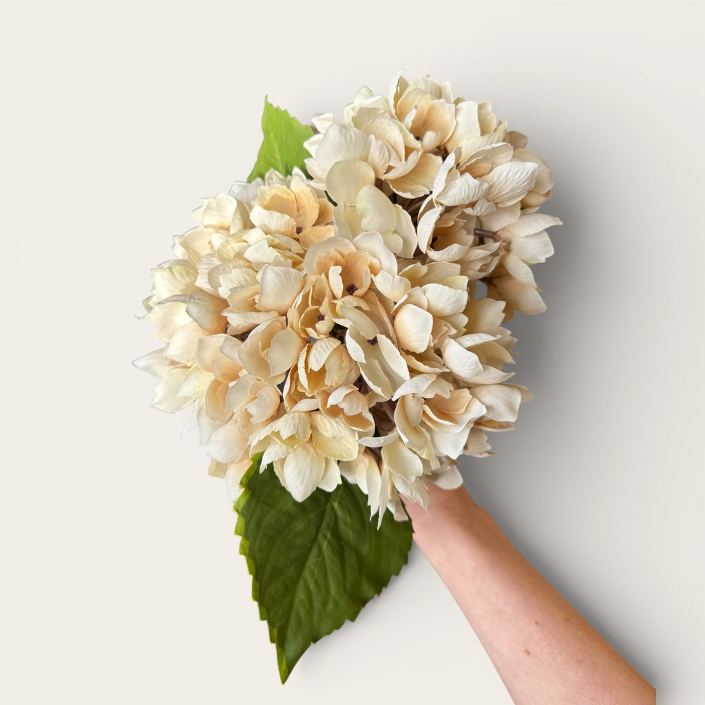 Cream Hydrangea Stem