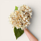 Cream Hydrangea Stem