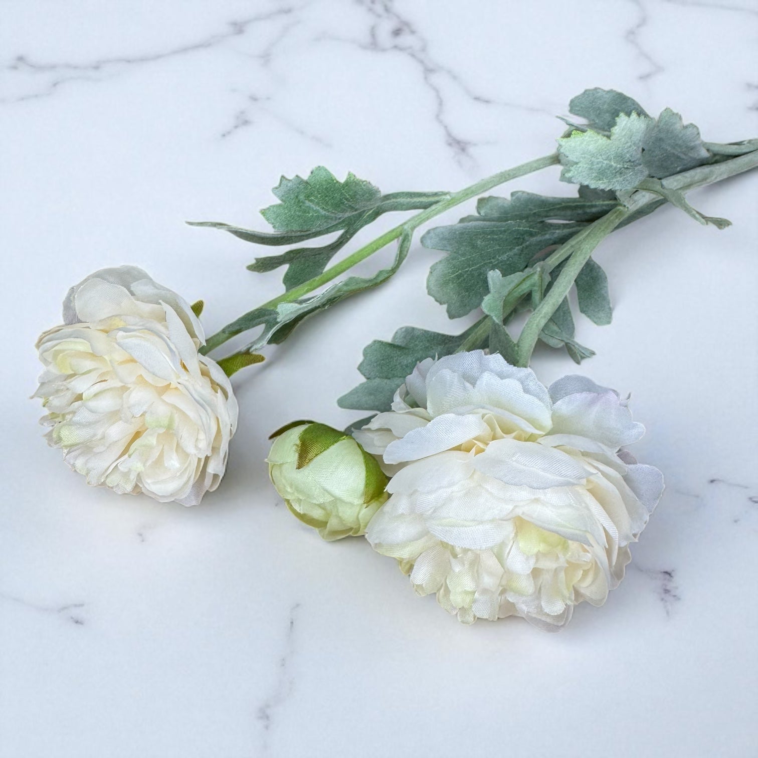 Cream Ranunculus