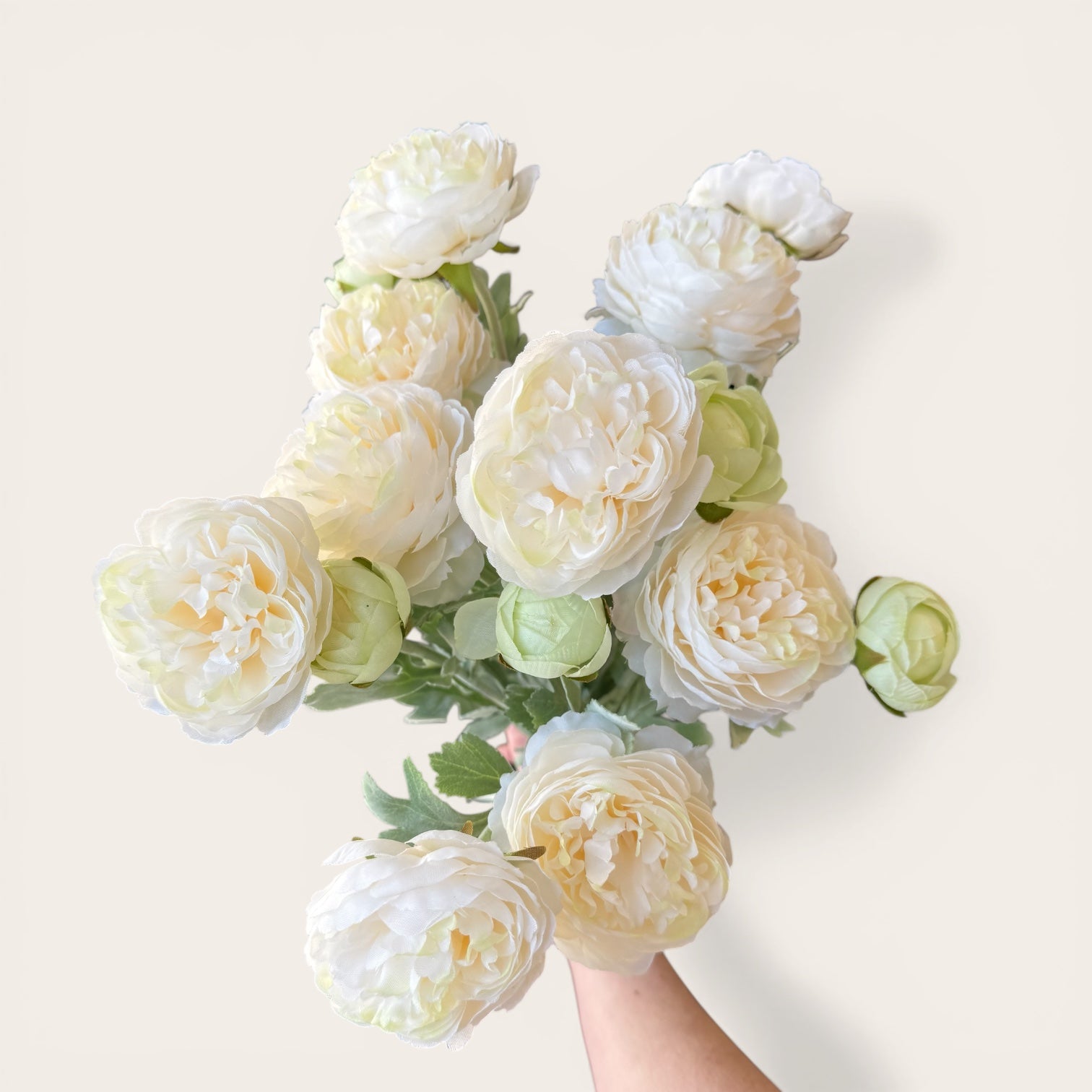 Cream Ranunculus – Meilleure Decor Ltd