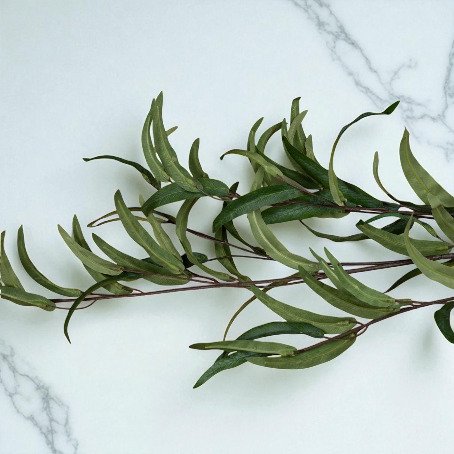Eucalyptus Nicholii Spray