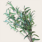 Eucalyptus Nicholii Spray