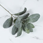 Lambs Ear Stem