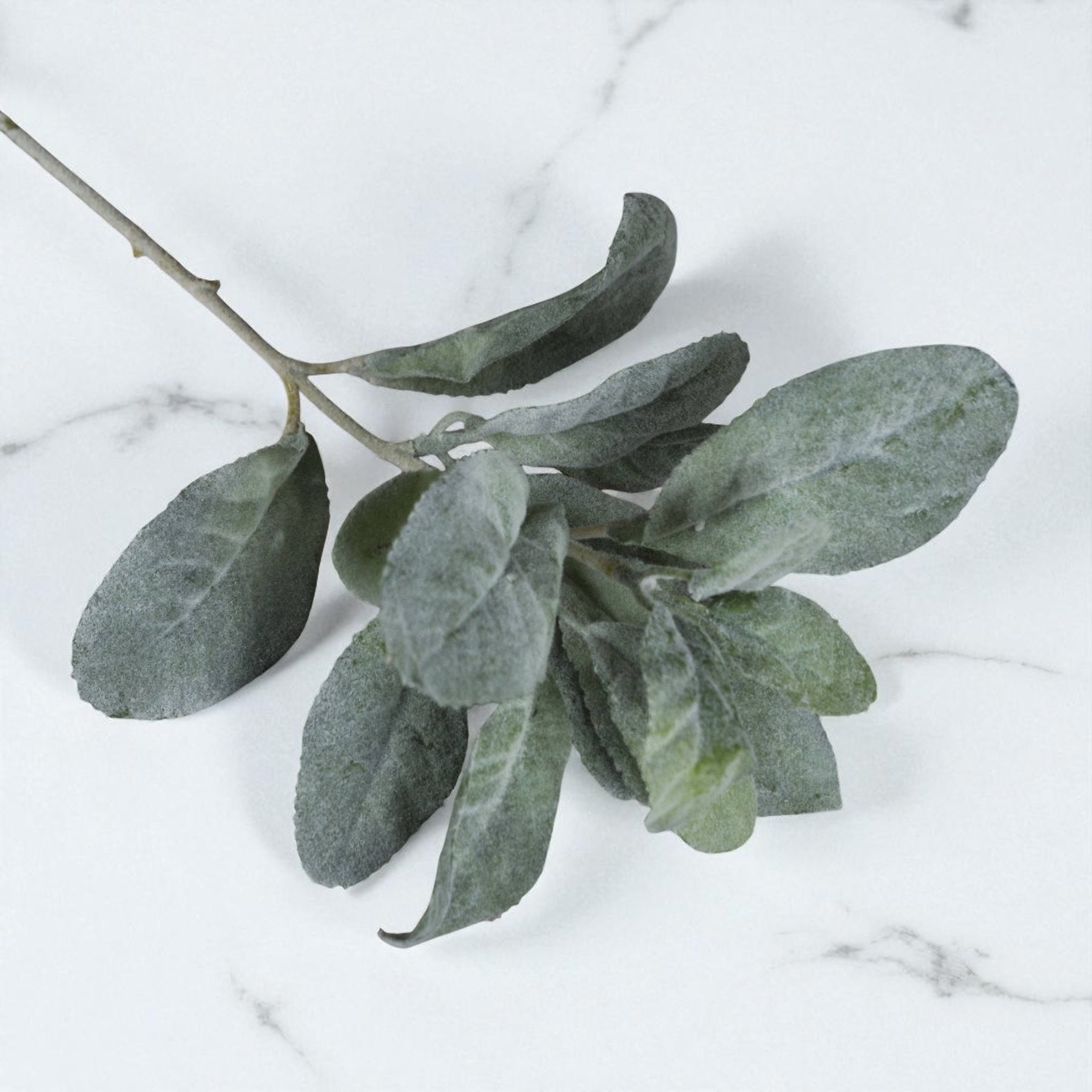 Lambs Ear Stem