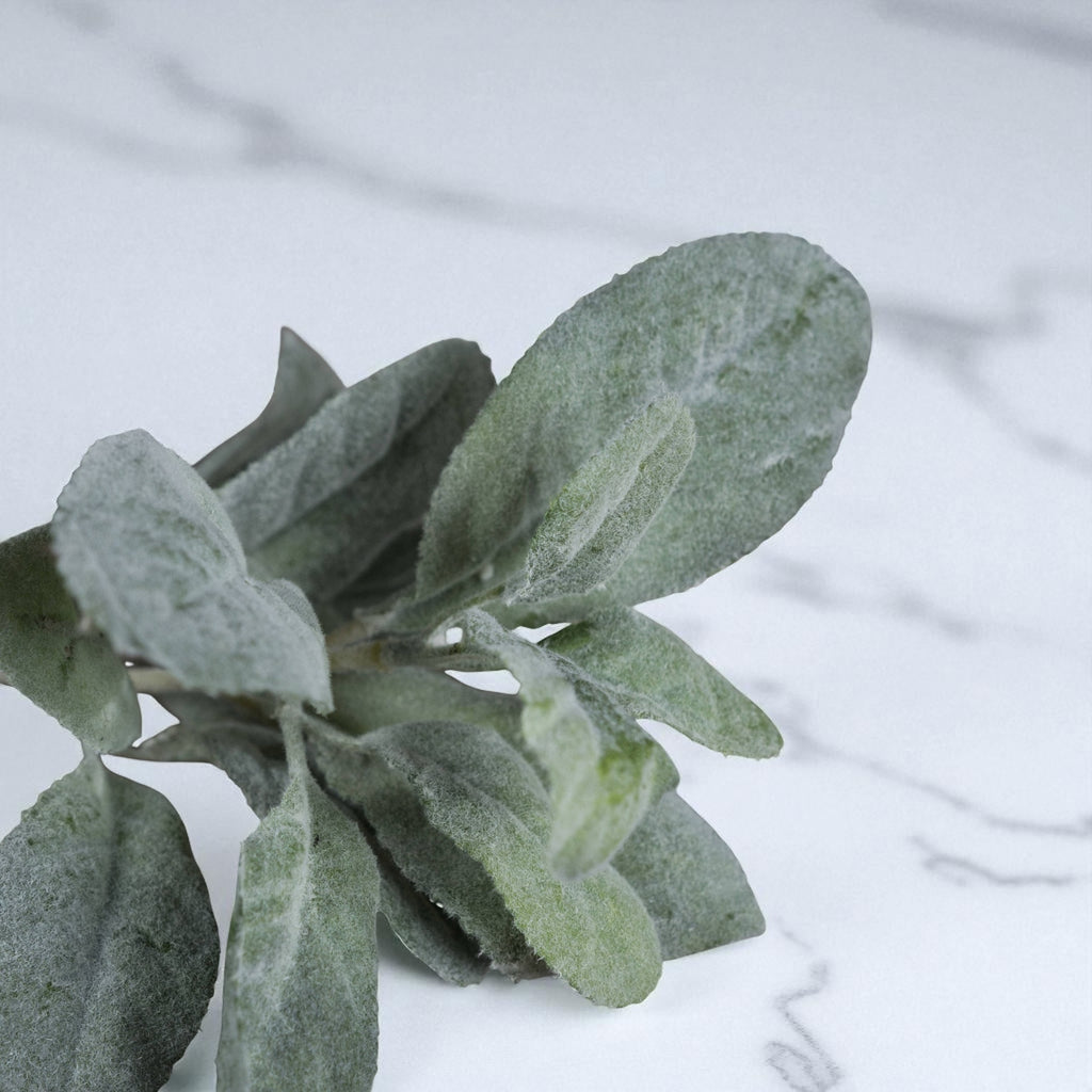 Lambs Ear Stem