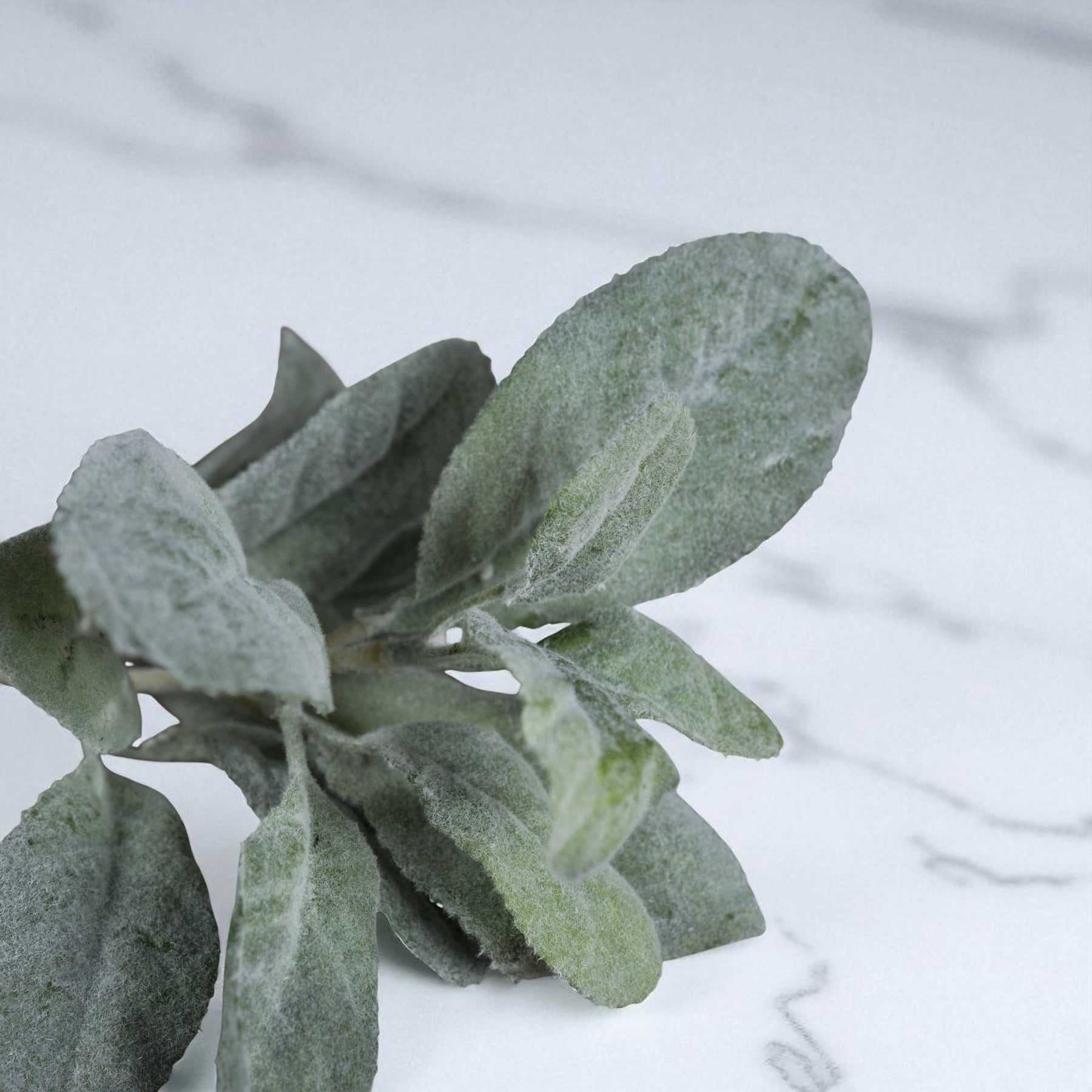 Lambs Ear Stem