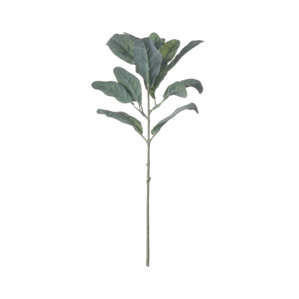 Lambs Ear Stem