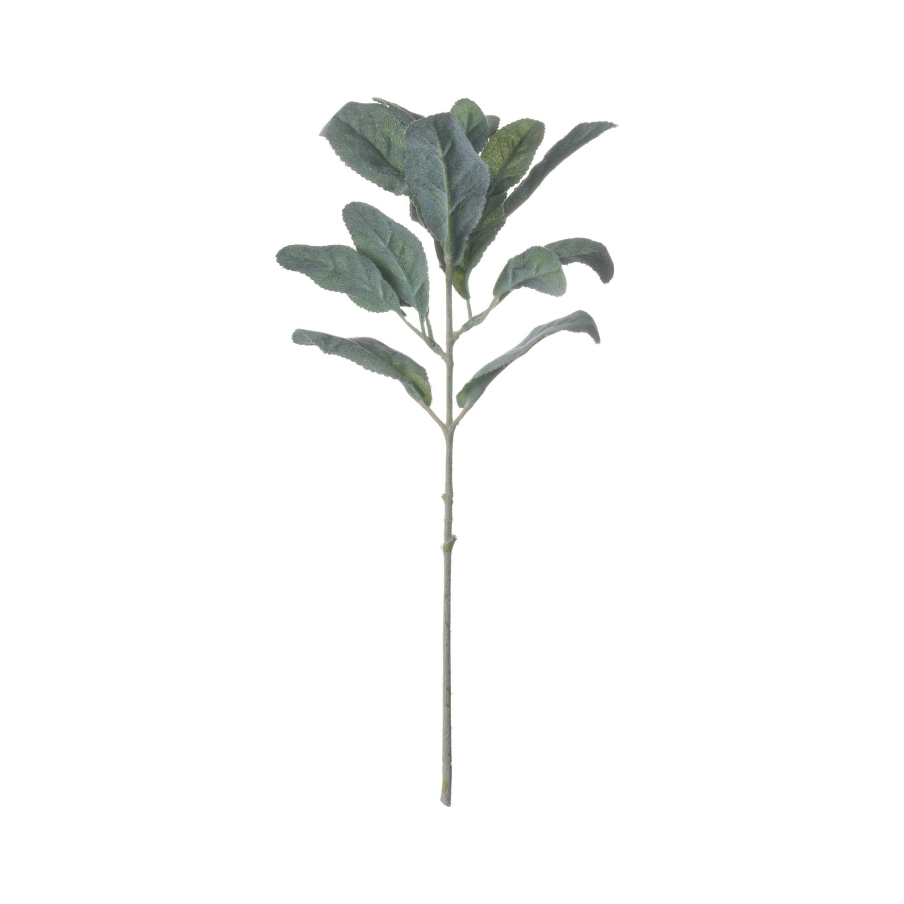 Lambs Ear Stem