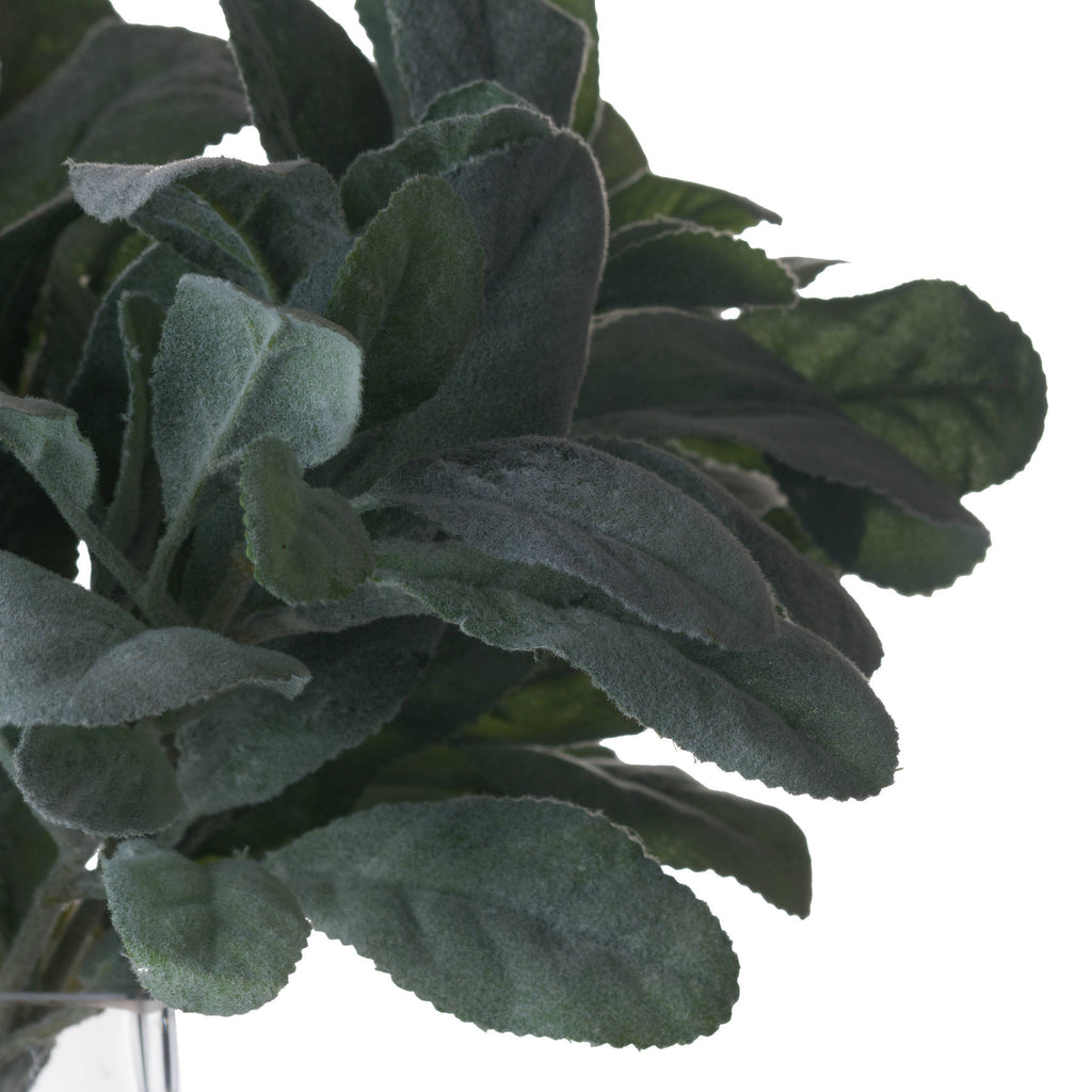 Lambs Ear Stem