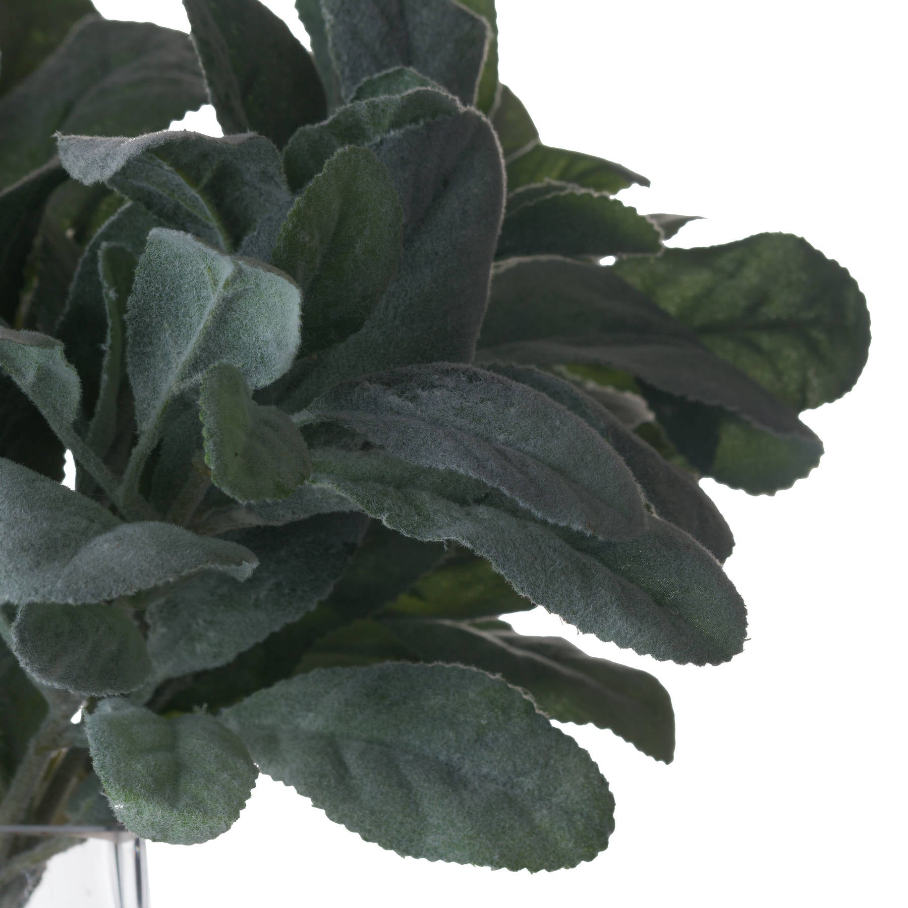 Lambs Ear Stem