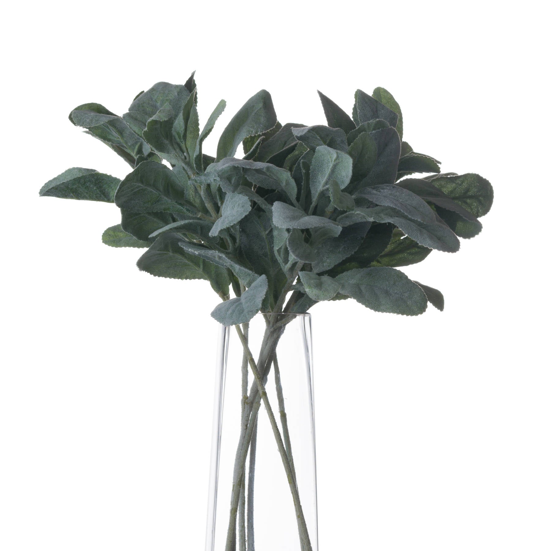 Lambs Ear Stem