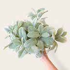 Lambs Ear Stem