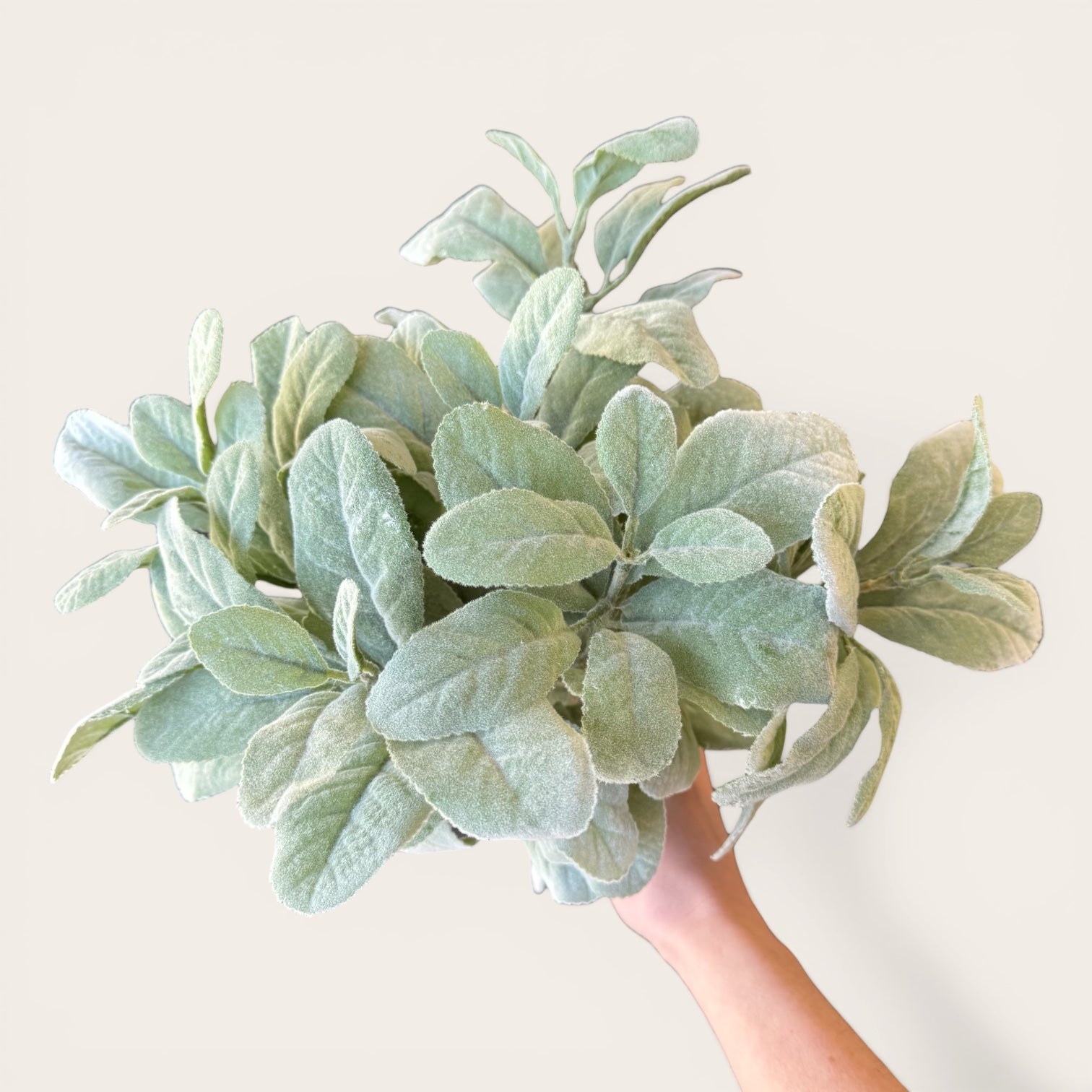 Lambs Ear Stem
