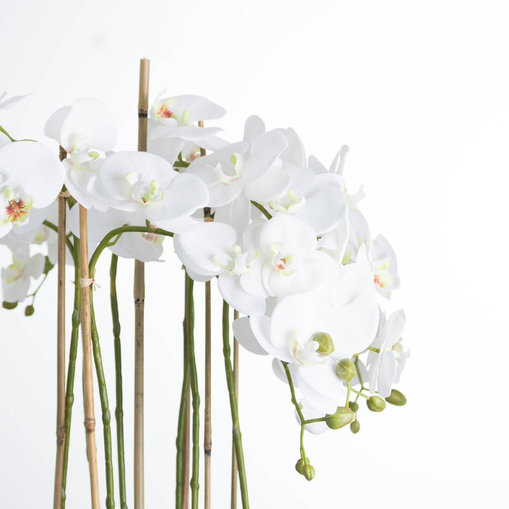 Large White Orchid in Glass Pot