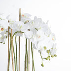 Large White Orchid in Glass Pot