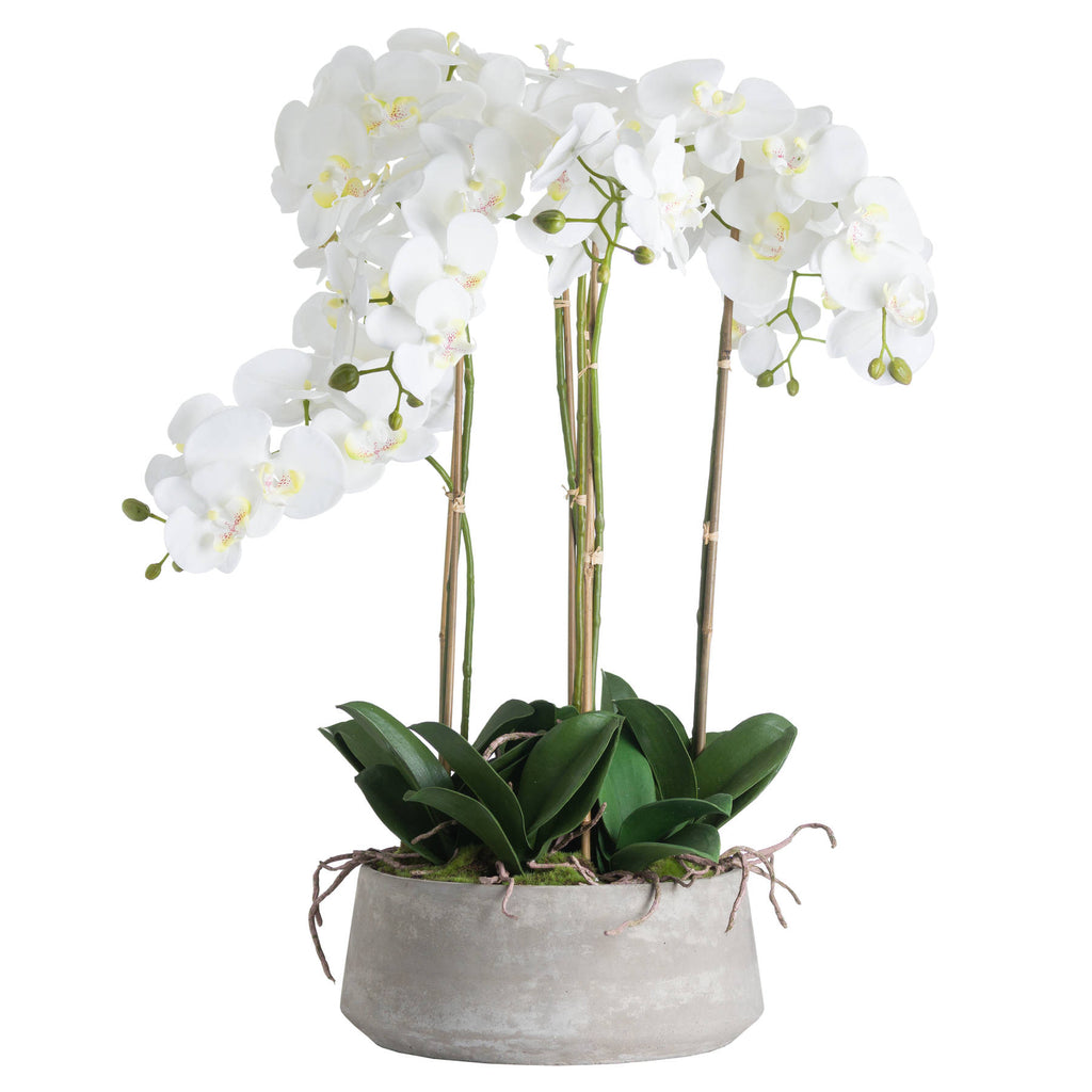 Large White Orchid in Stone Pot