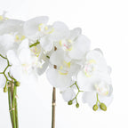 Large White Orchid in Stone Pot