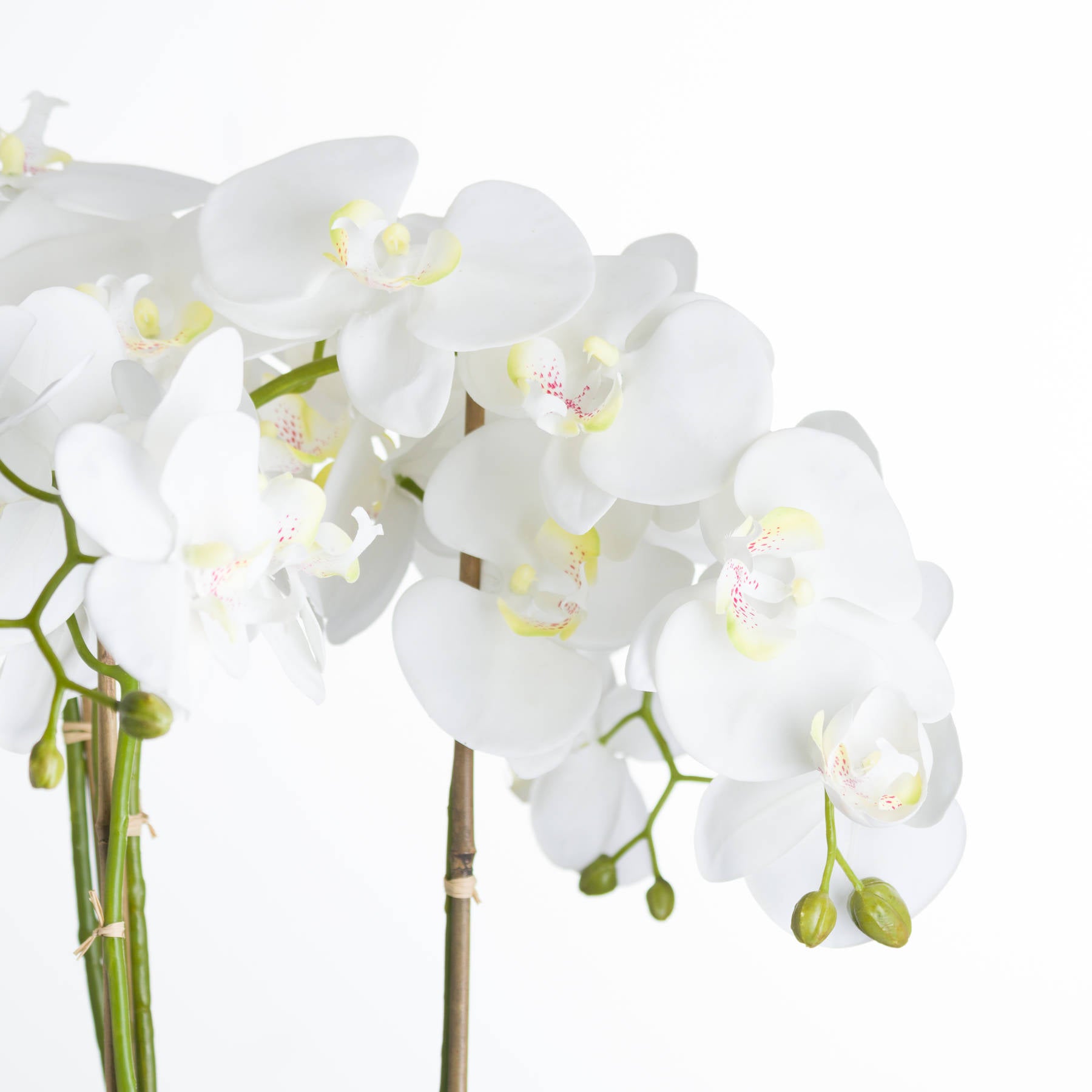 Large White Orchid in Stone Pot