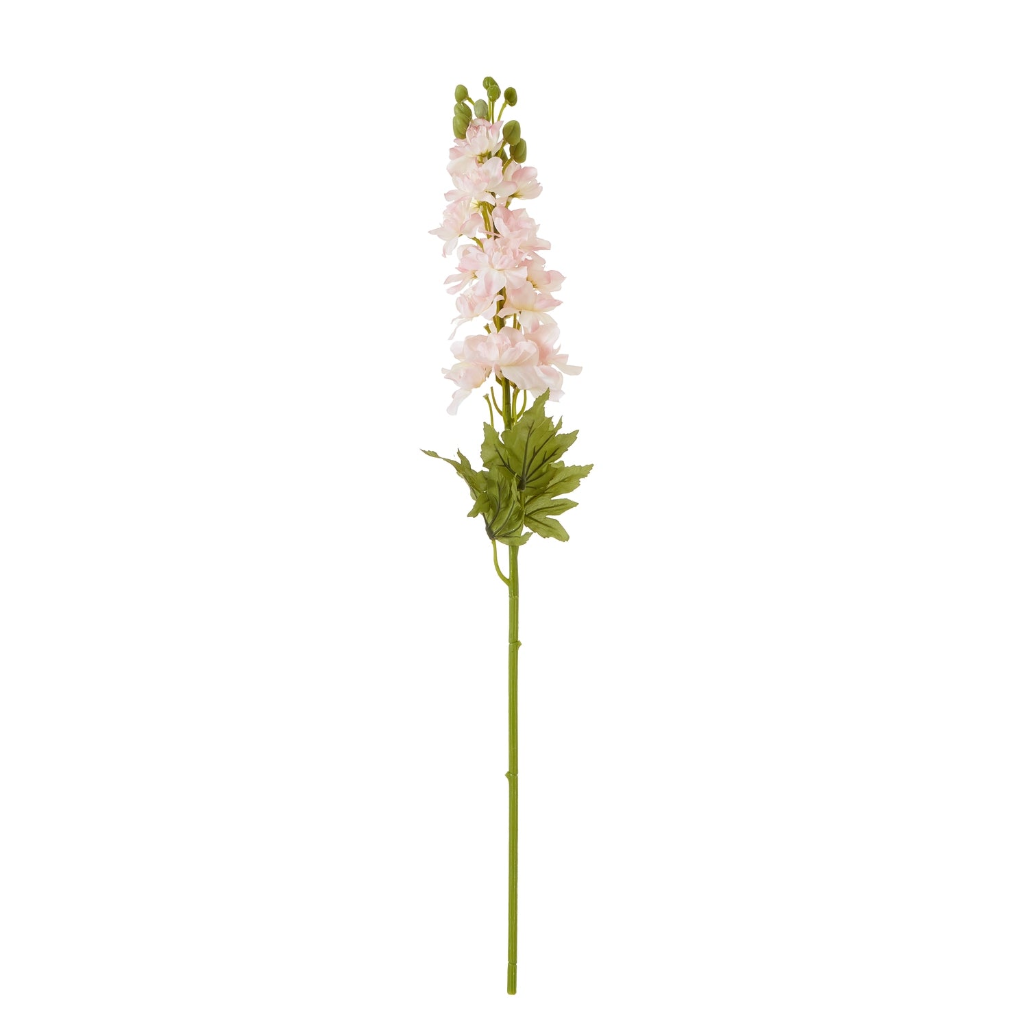Pale Pink Elatum Delphinium