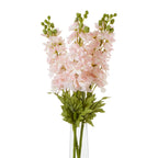 Pale Pink Elatum Delphinium