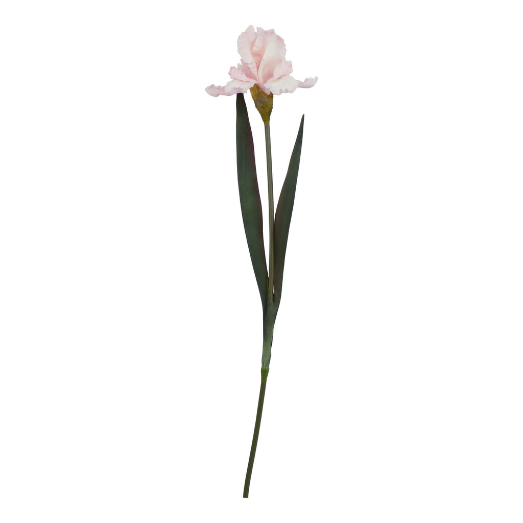 Pale Pink Fringed Iris