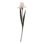 Pale Pink Fringed Iris