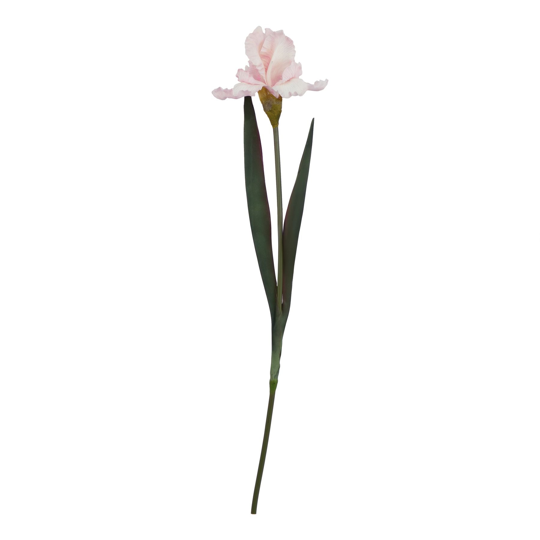 Pale Pink Fringed Iris