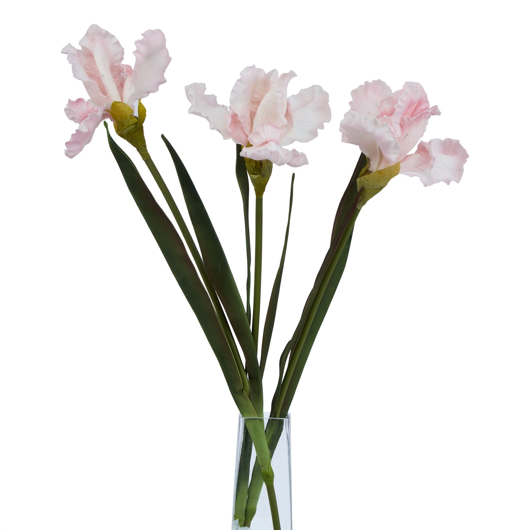 Pale Pink Fringed Iris