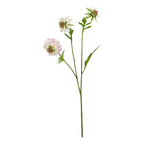 Pale Pink Scabious Stem