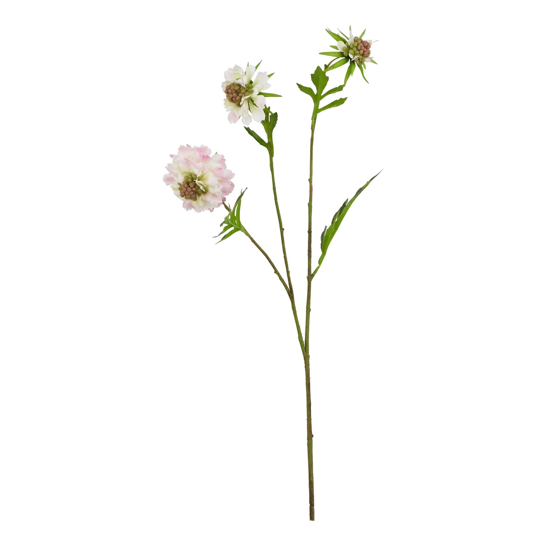Pale Pink Scabious Stem