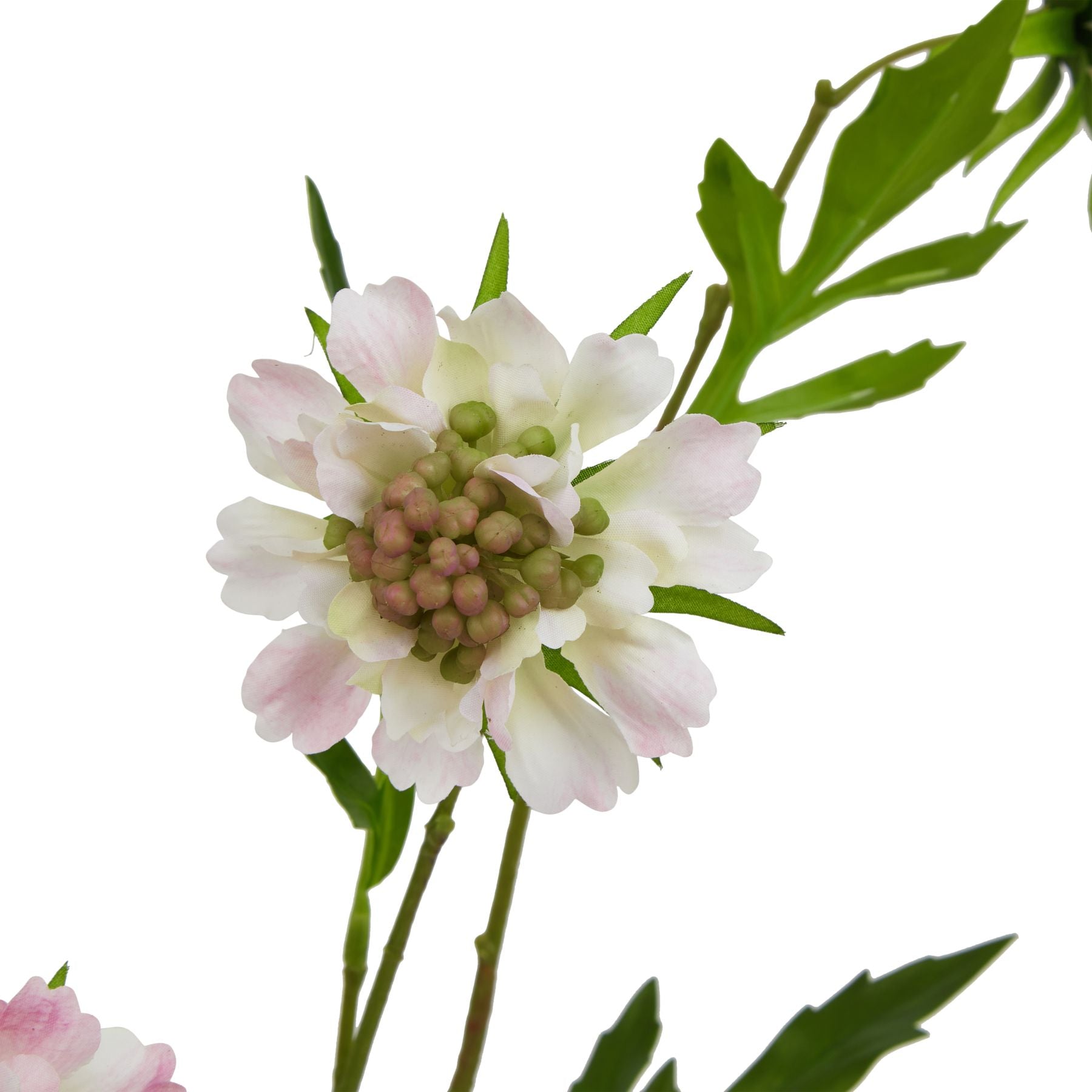 Pale Pink Scabious Stem