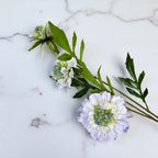 Pale Blue Scabious Stem