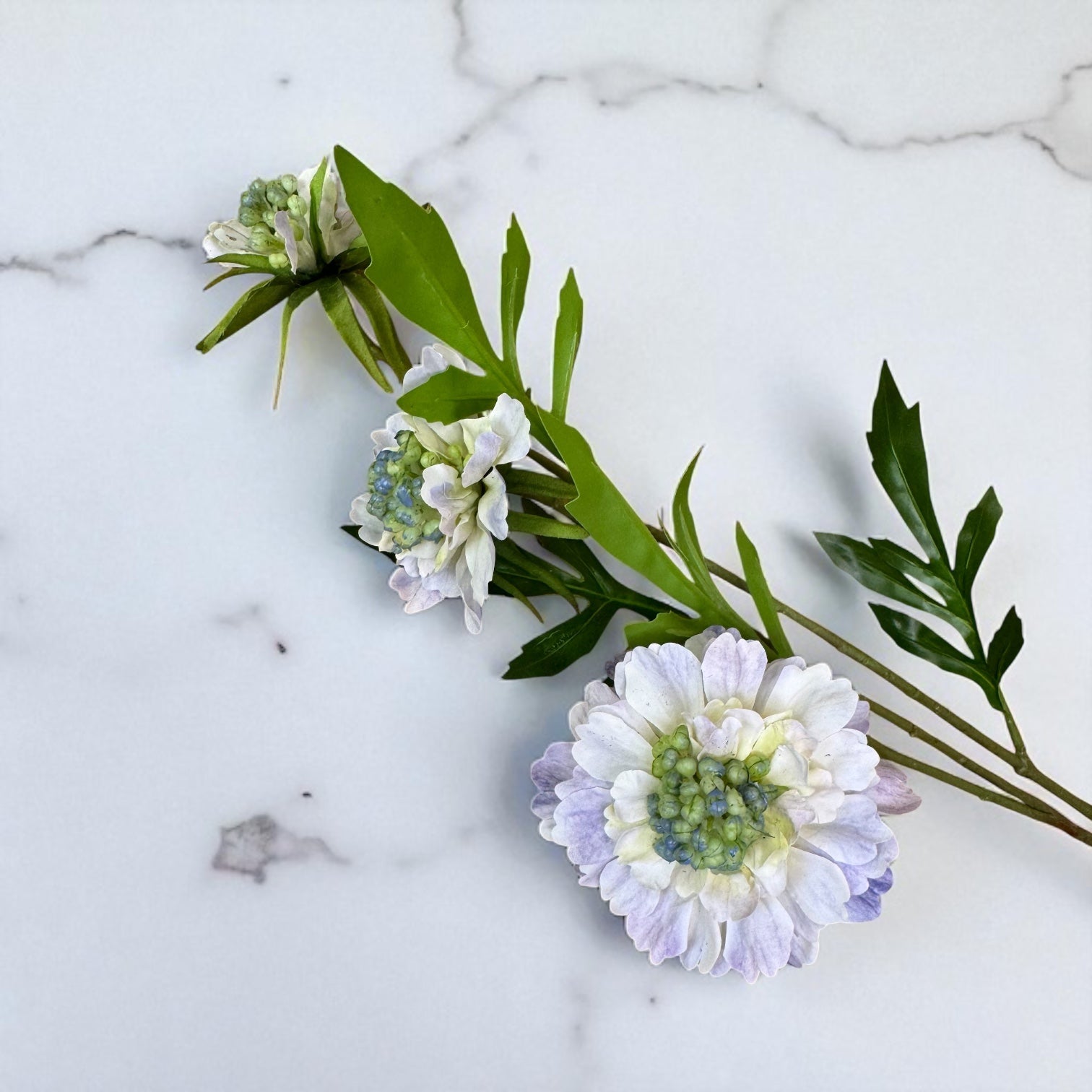 Pale Blue Scabious Stem