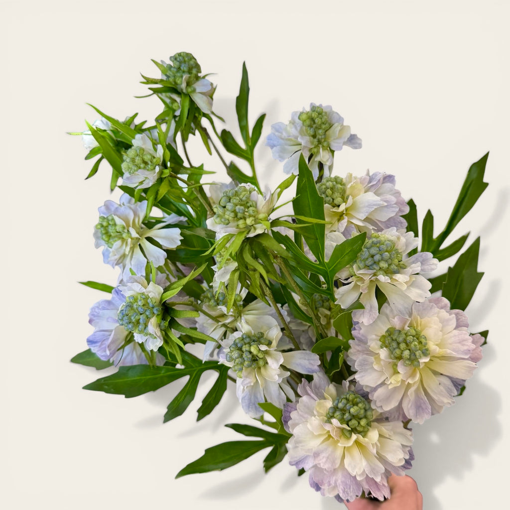 Pale Blue Scabious Stem